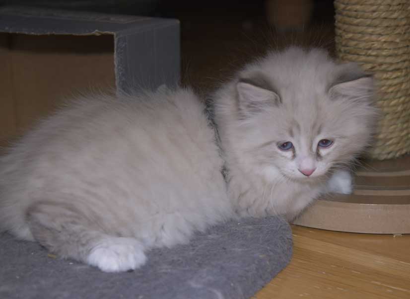 Neva Masquerade kattunge Thrymr