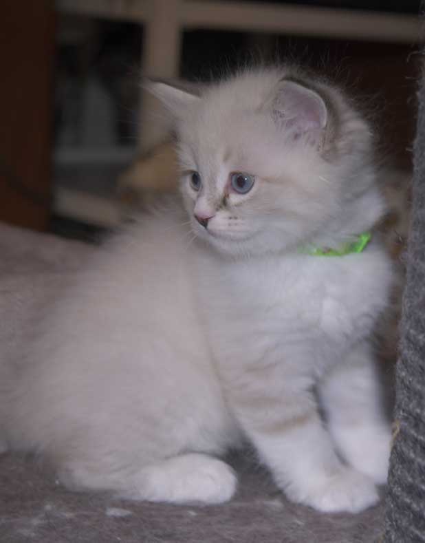 Neva Masquerade kattunge Taurus