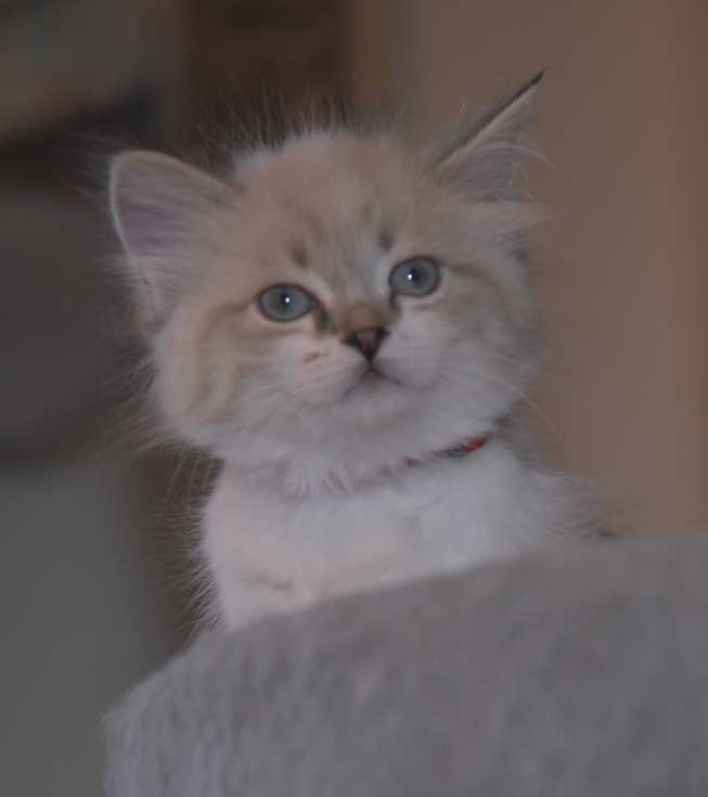 Neva Masquerade katt Thalia