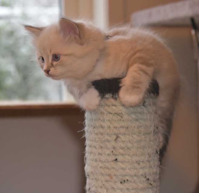 Neva Masquerade kattunge Thule