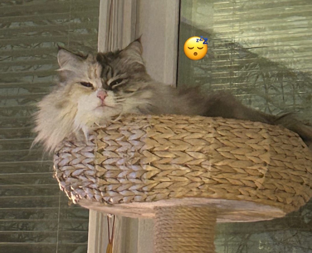 Neva Masquerade katt Frieda