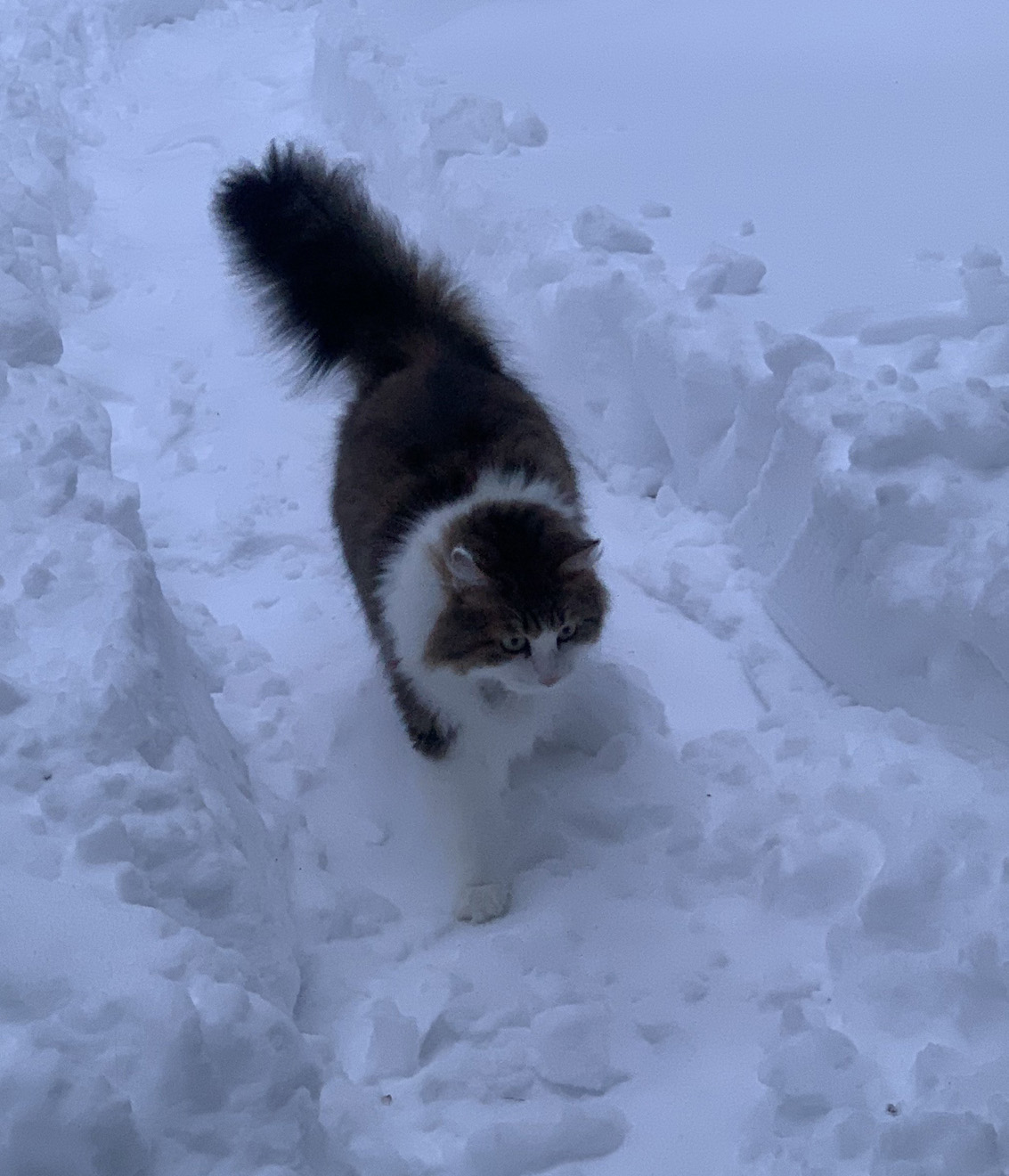 Sibirisk katt Gloria