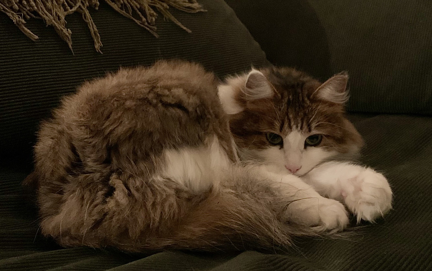 Sibirisk katt Gloria