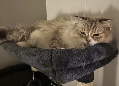 Neva Masquerade katt Olena