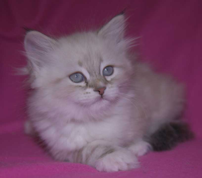 Neva Masquerade kattunge Thyone