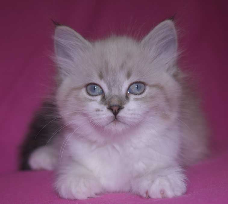 Neva Masquerade kattunge Thalia