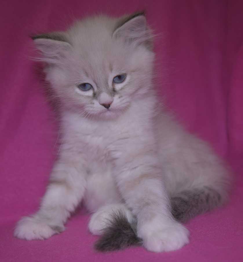 Neva Masquerade kattunge Taurus