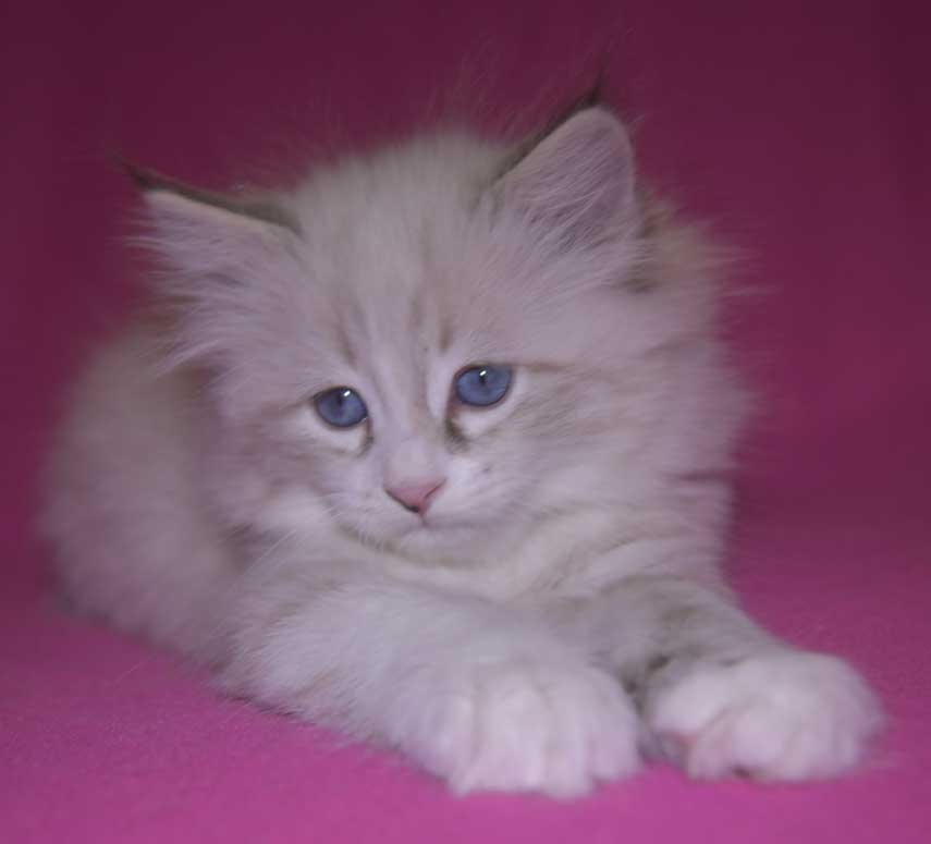 Neva Masquerade kattunge Thrymr