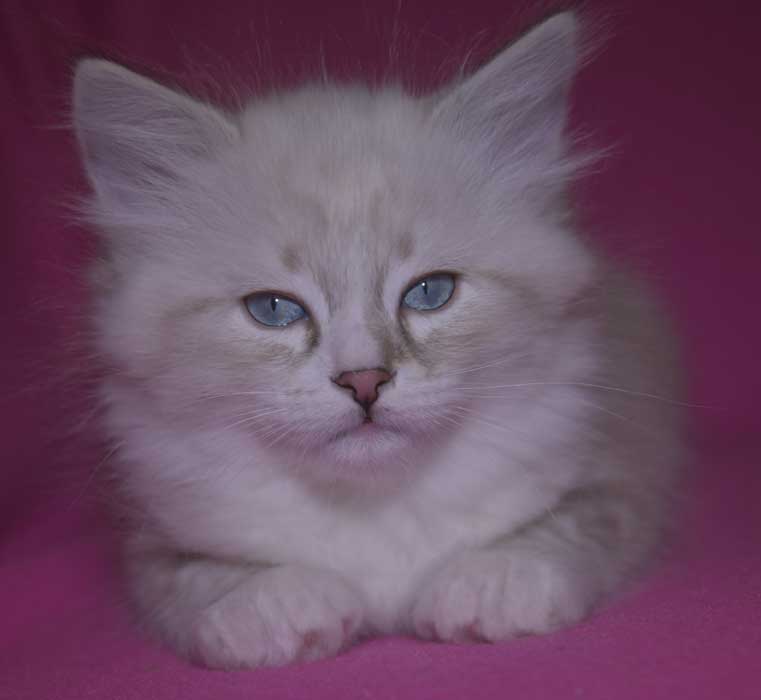 Neva Masquerade kattunge Thule