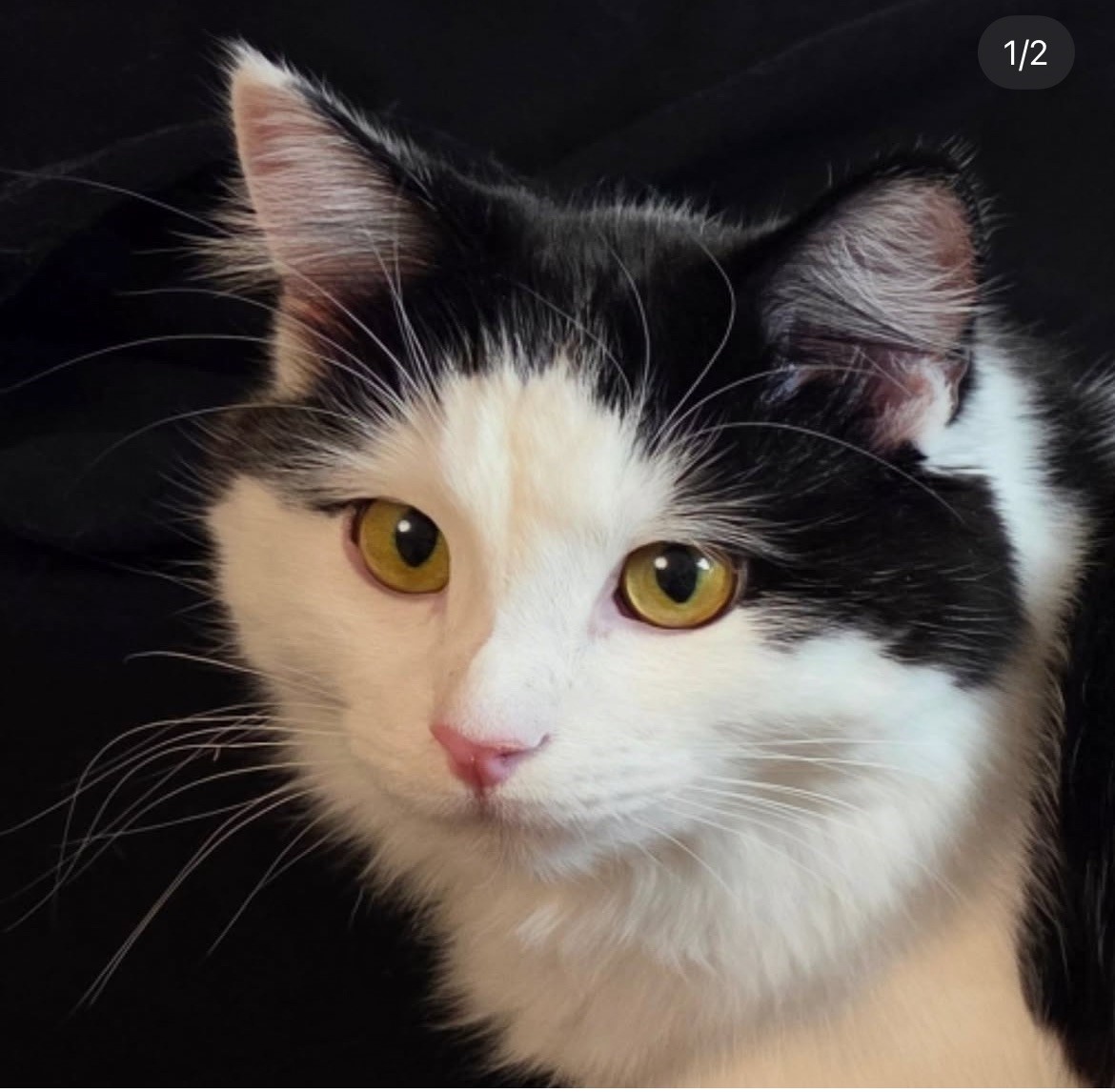 Sibirisk katt Saroma