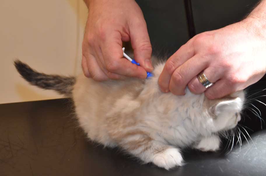 Neva Masquerade kattunge Thule