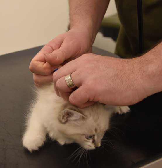 Neva Masquerade kattunge Thalia