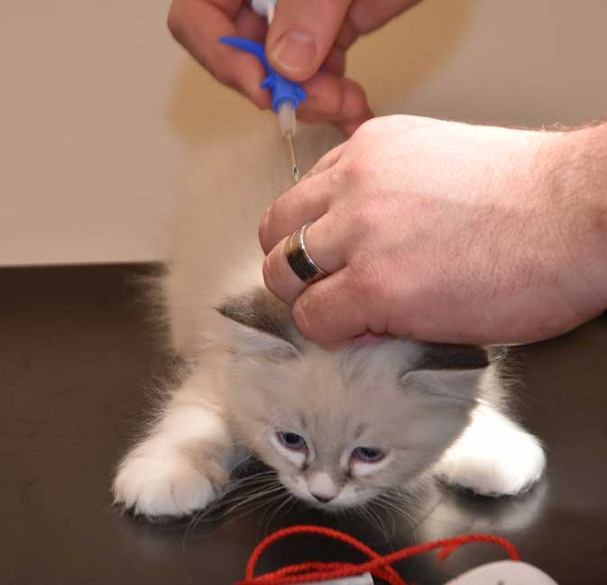 Neva Masquerade kattunge Taurus