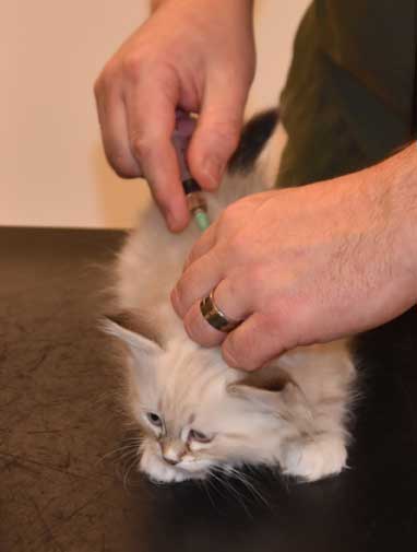 Neva Masquerade kattunge Thyone