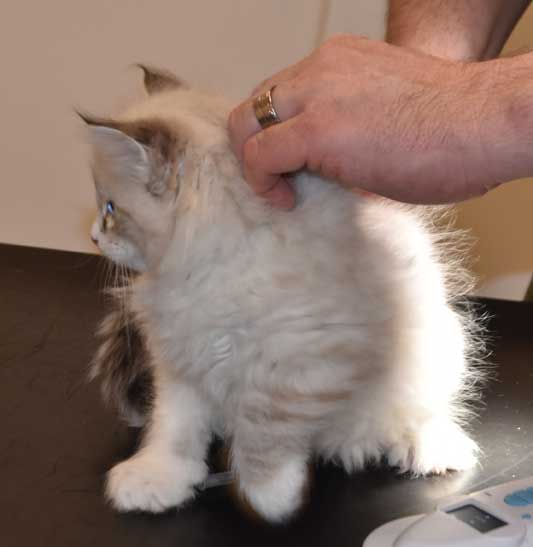 Neva Masquerade kattunge Thrymr