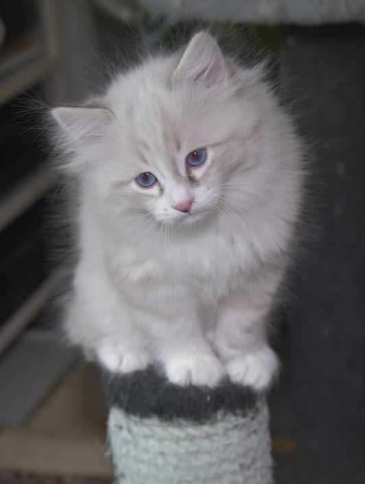 Neva Masquerade kattunge Thrymr