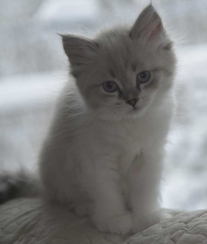 Neva Masquerade kattunge Thalia