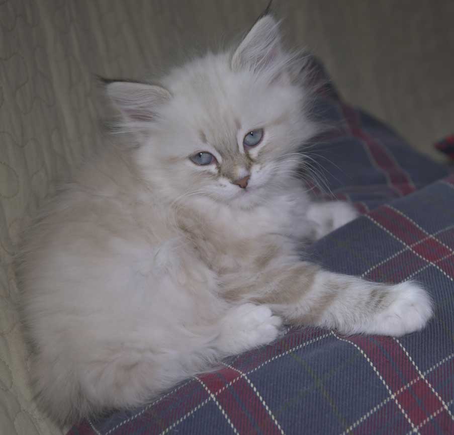 Neva Masquerade kattunge Thyone