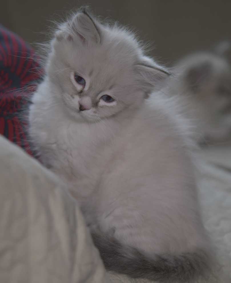 Neva Masquerade kattunge Taurus