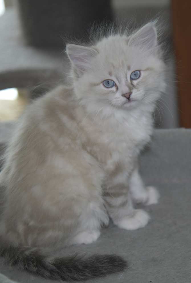 Neva Masquerade kattunge Thule