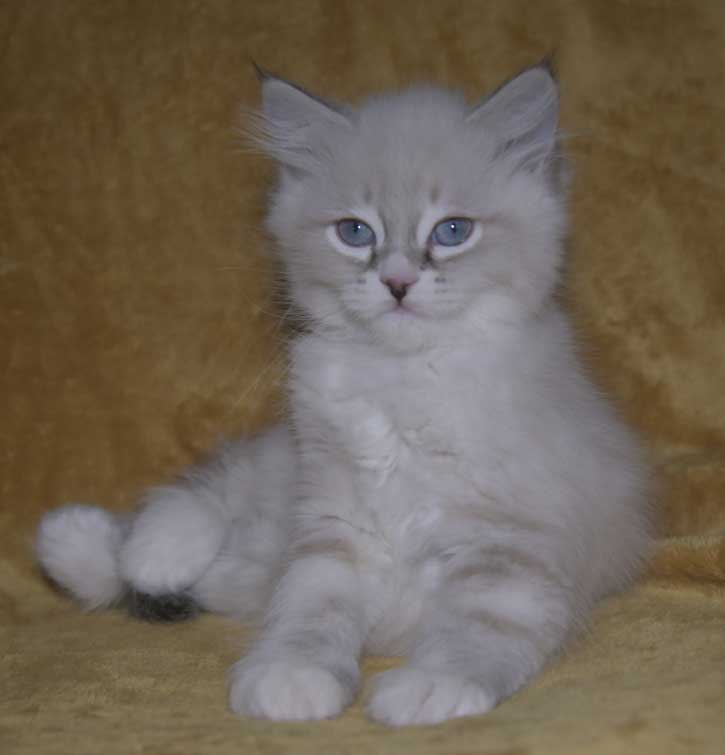 Neva Masquerade kattunge Taurus