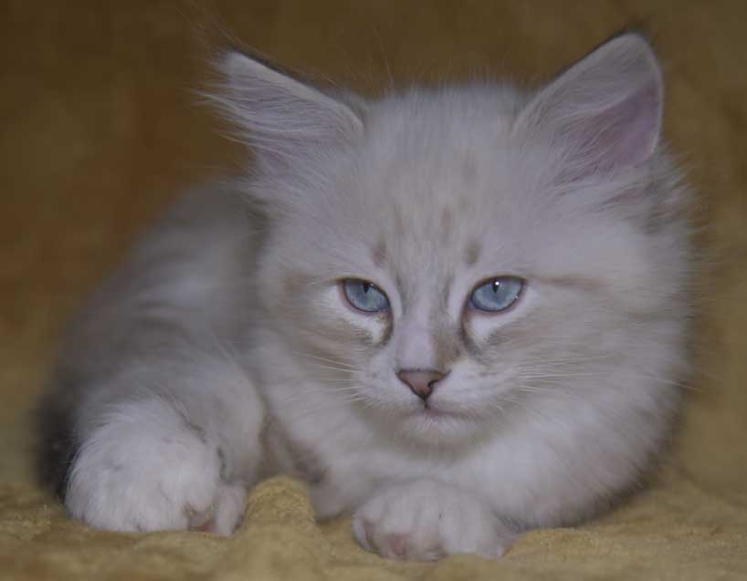 Neva Masquerade kattunge Thule