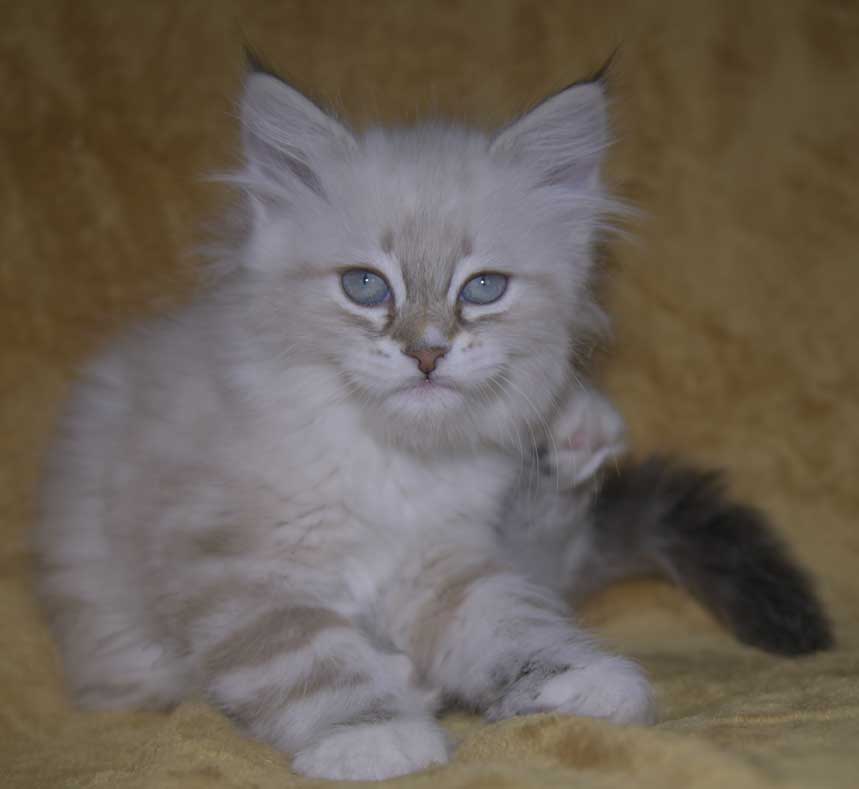 Neva Masquerade attunge Thyone