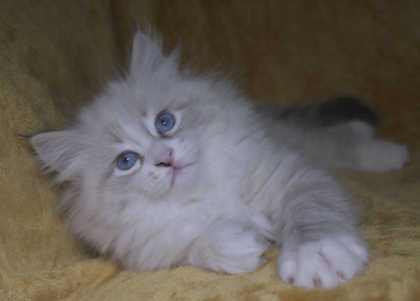 Neva Masquerade kattunge Thrymr