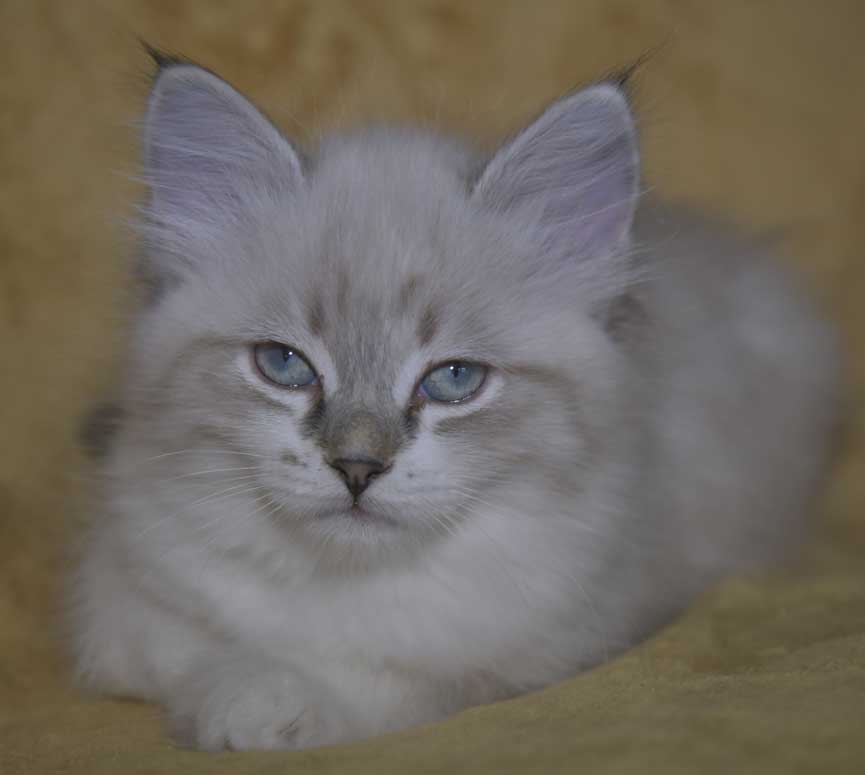 Neva Masquerade kattunge Thalia