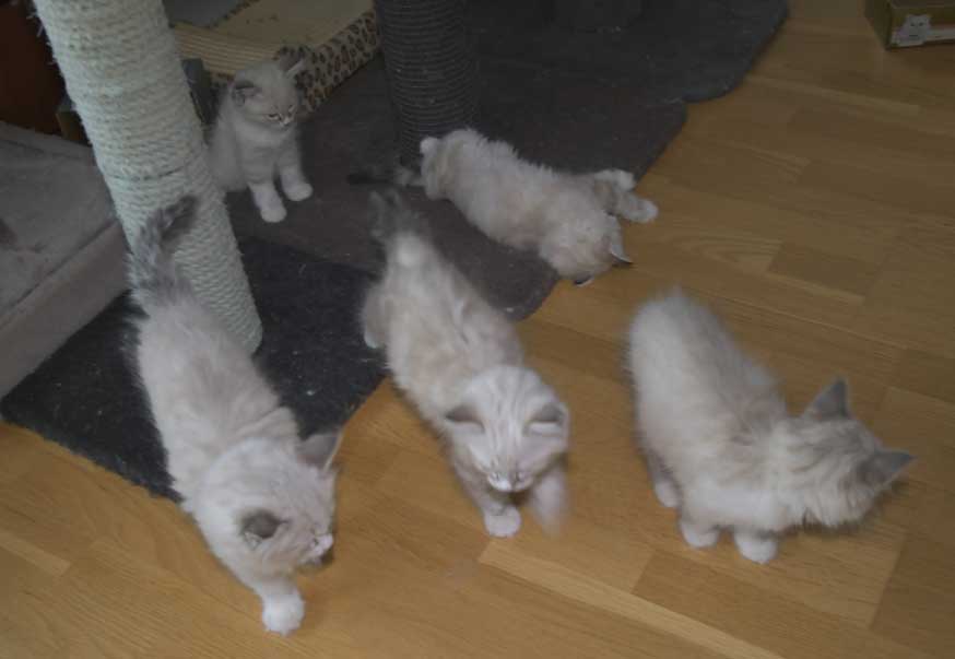 Neva Masquerade kattungar Starskys T3-kull