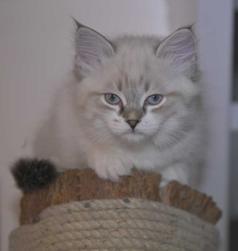 Neva Masquerade kattunge Thalia