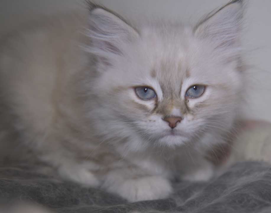 Neva Masquerade  kattunge Thyone