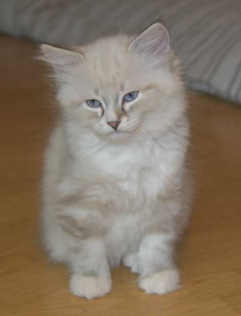 Neva Masquerade kattunge Thule