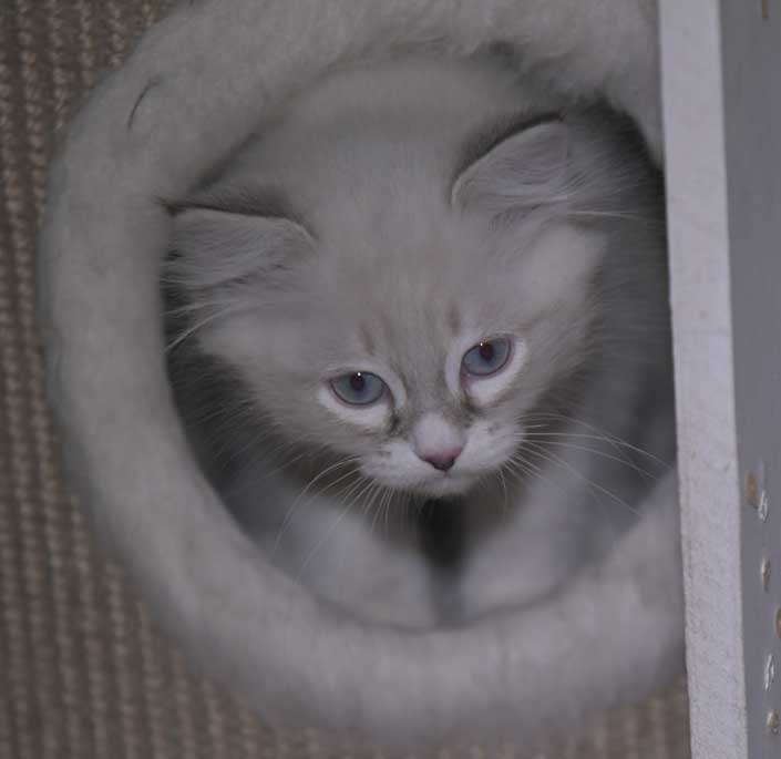 Neva Masquerade kattunge Taurus