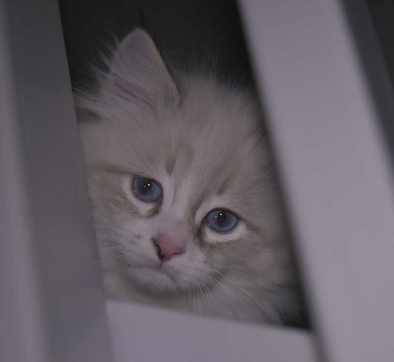 Neva Masquerade kattunge Thrymr