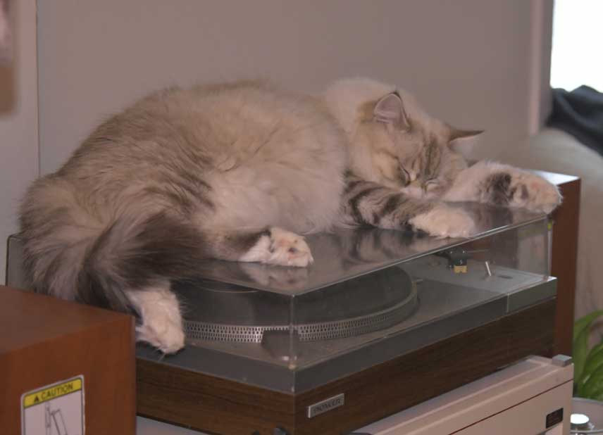 Neva Masquerade katt Whiffi