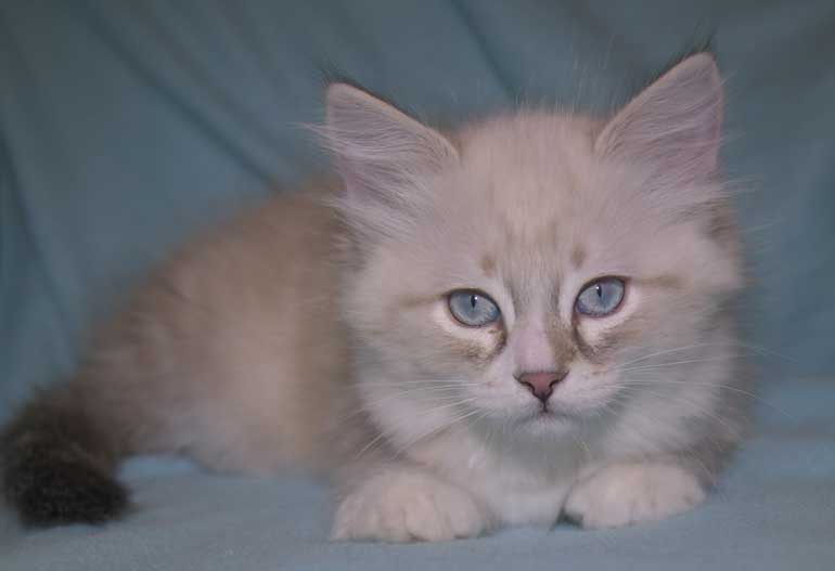 Neva Masquerade kattunge Thule