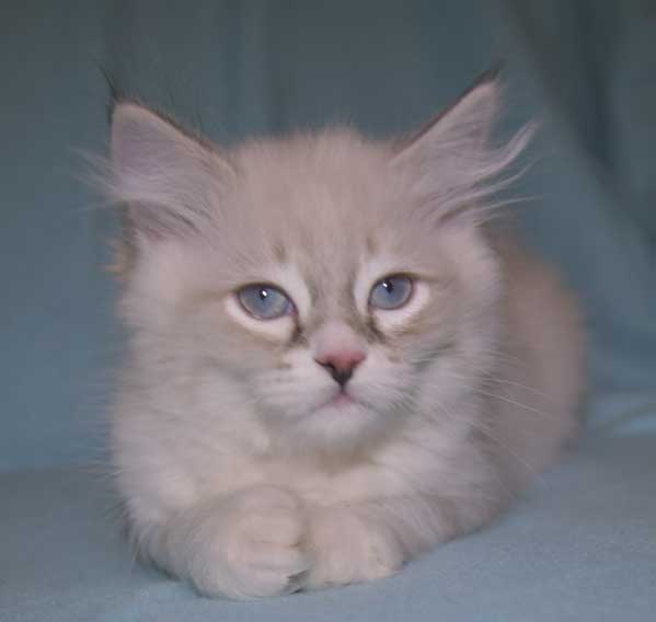 Neva Masquerade kattunge Taurus