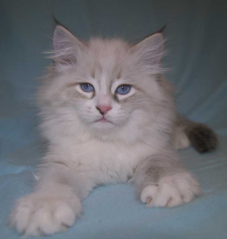 Neva Masquerade kattunge Thrymr