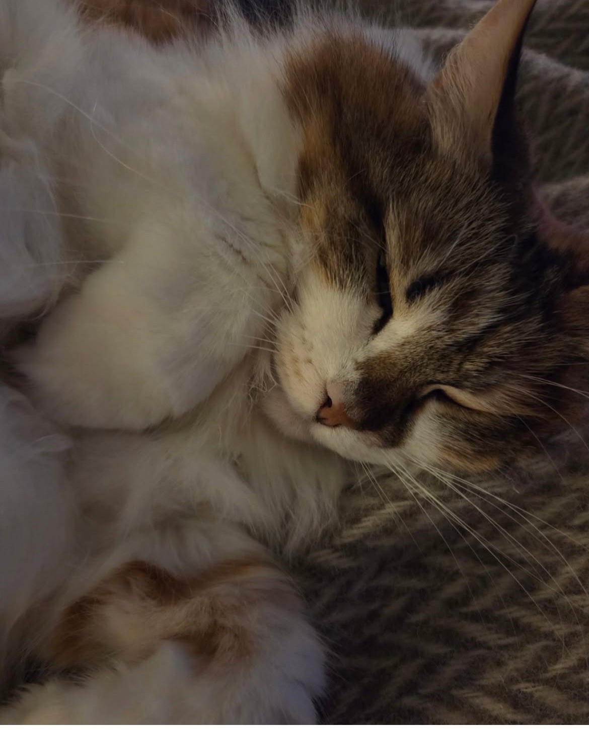 Sibirisk katt Himalia