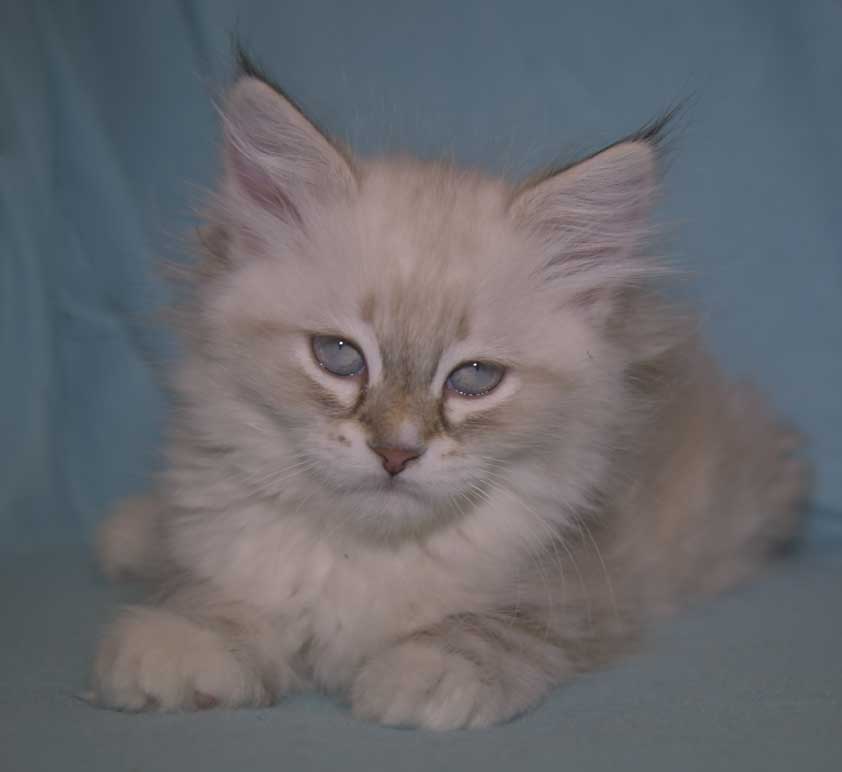 Neva Masquerade kattunge Thyone