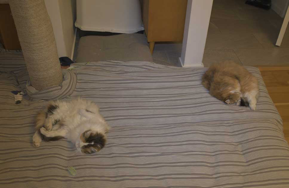 Sibirisk katt Tracie Dani