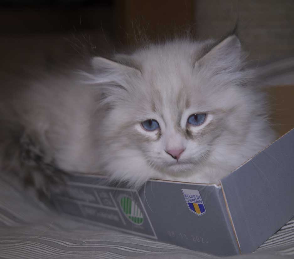 Neva Masquerade kattunge Thrymr