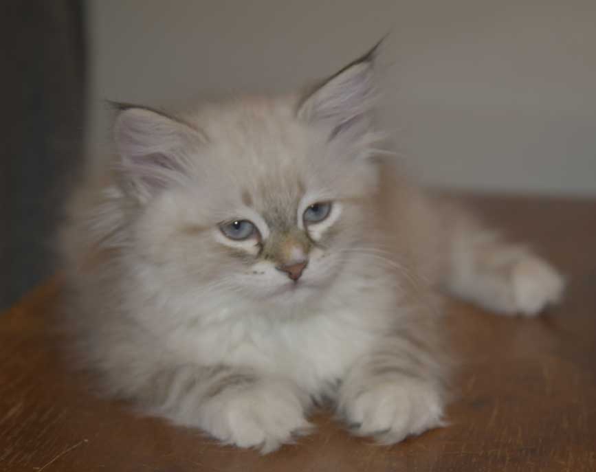 Neva Masquerade katt Thyone