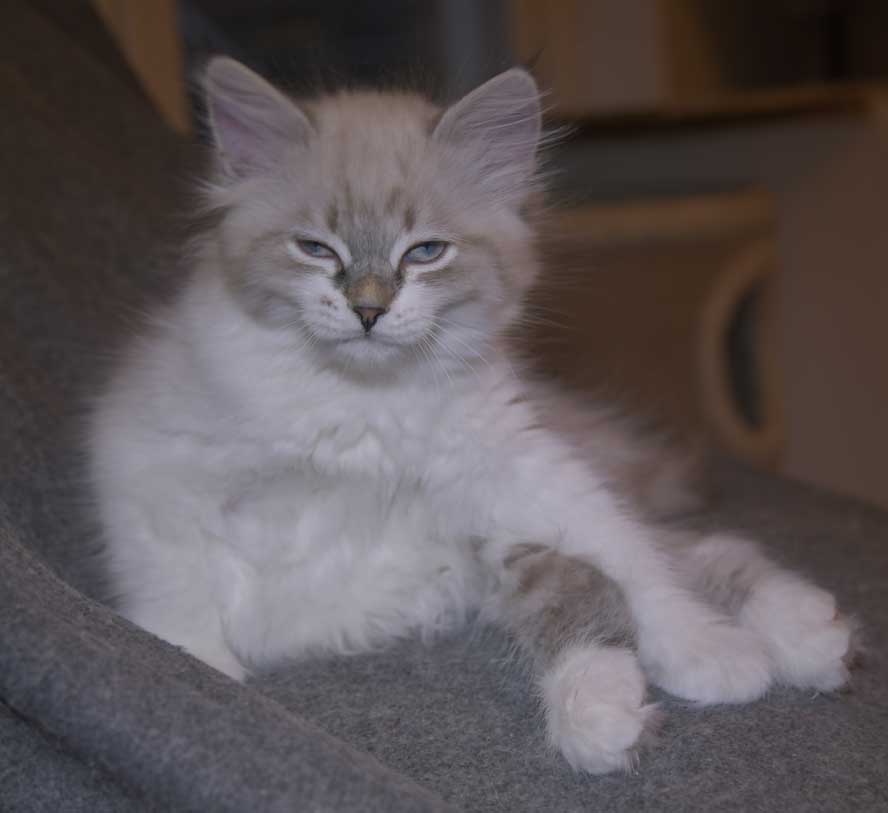 Neva Masquerade kattunge Thalia