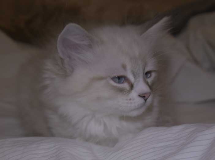 Neva Masquerade kattunge Thule