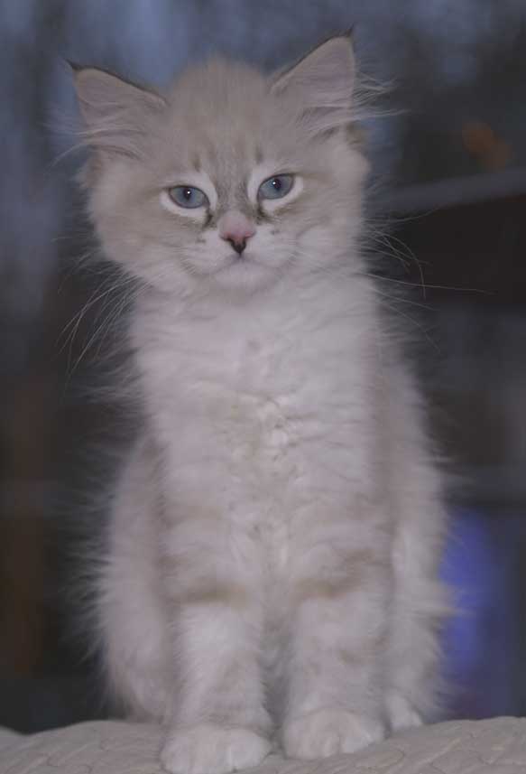 Neva Masquerade kattunge Taurus