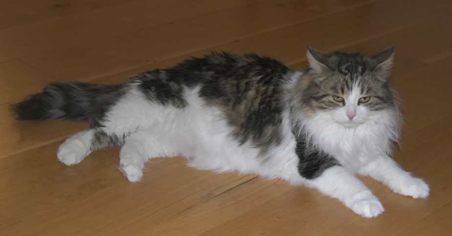 Sibirisk katt Vickie