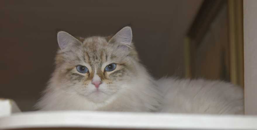 Neva Masquerade katt Ritzi