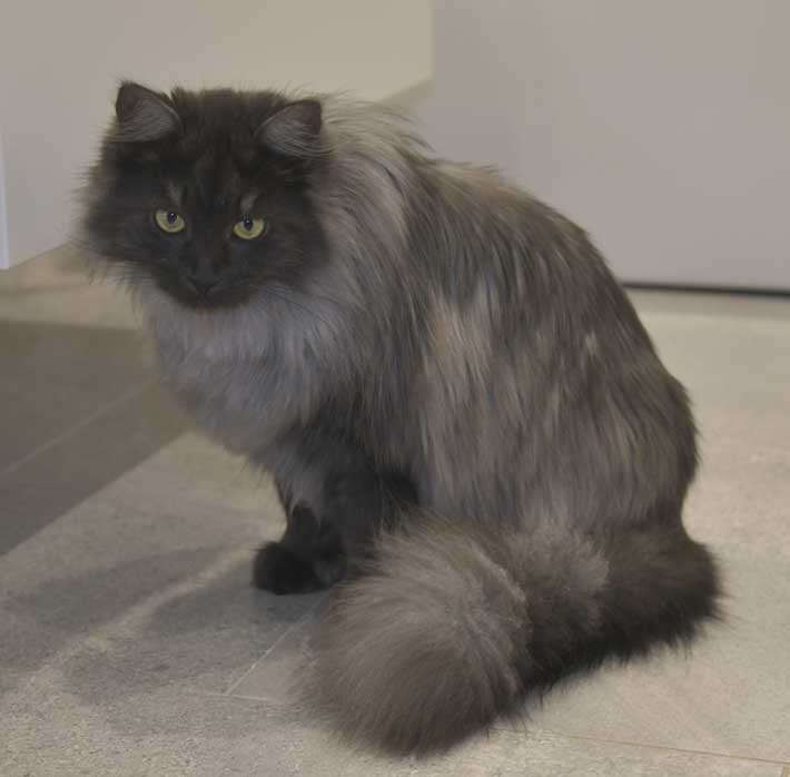 Sibirisk kattunge Sir Skip